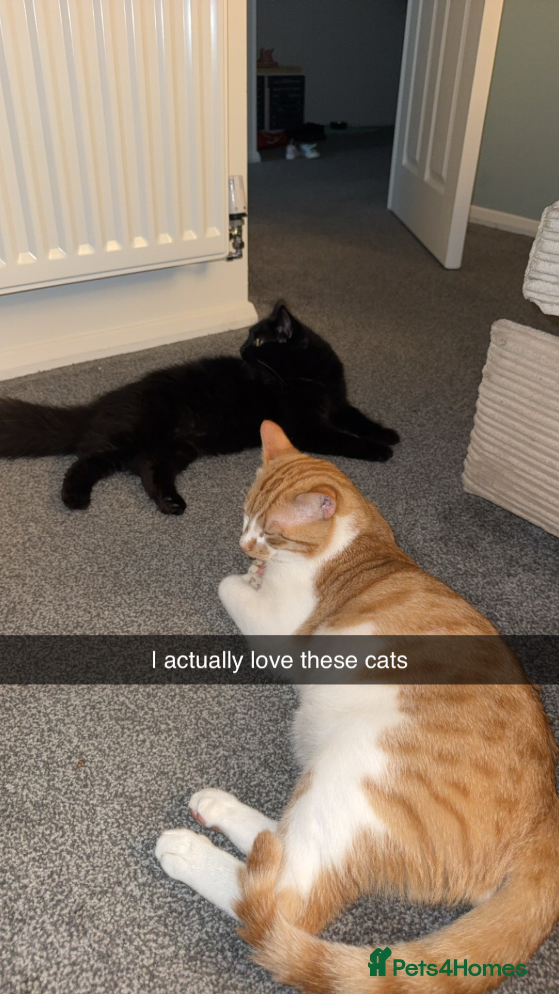 Mixed Breed cats 2 lovely kittens ready to be rehomed - Advert 1