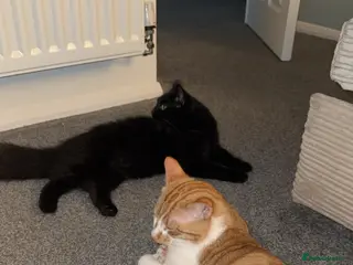 Mixed Breed cats 2 lovely kittens ready to be rehomed - Advert 1