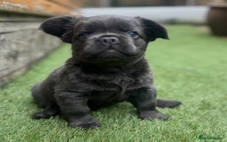 French Bulldog dogs for sale: Fluffy French bulldog - Image 2