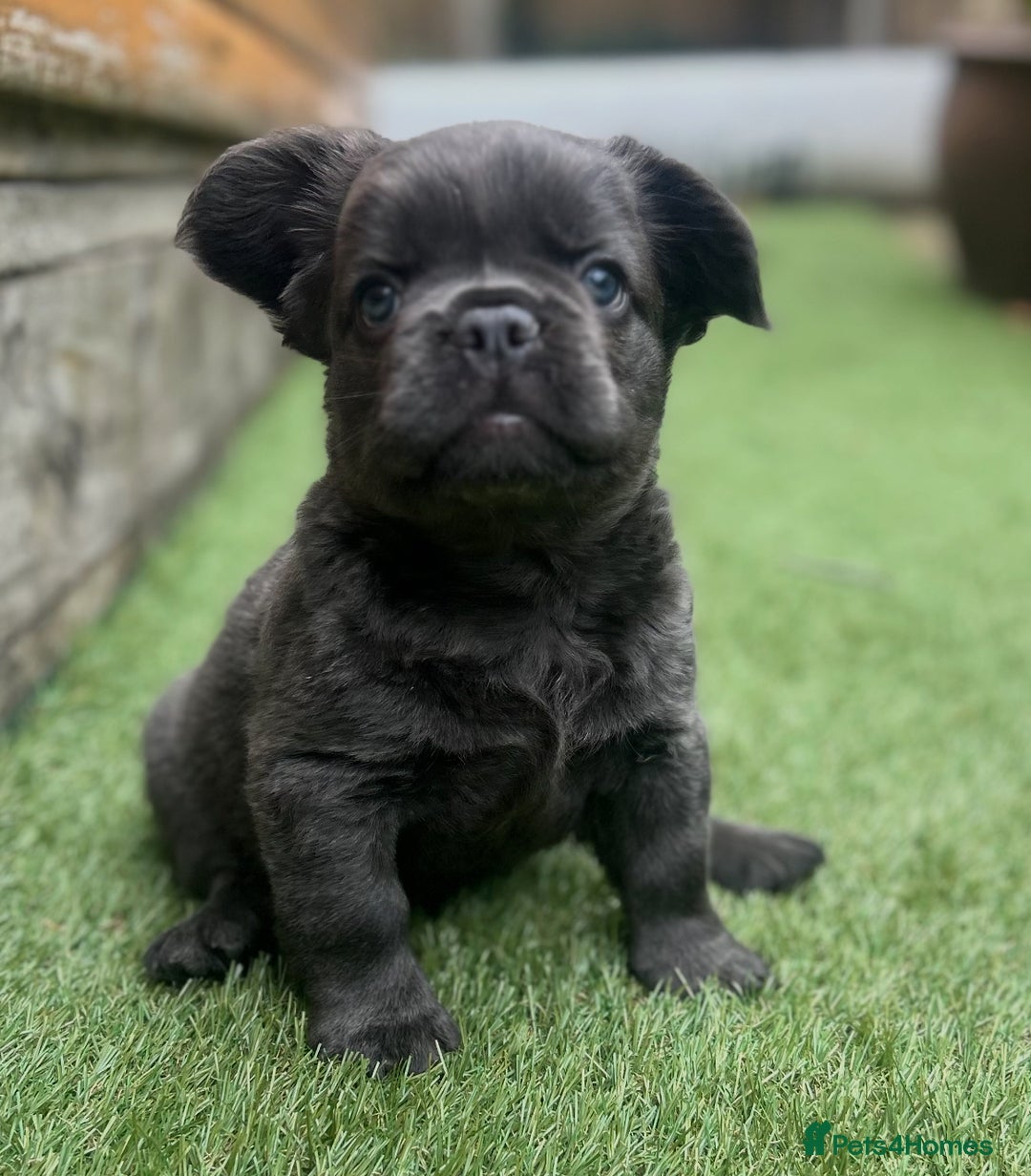 French Bulldog dogs for sale: Fluffy French bulldog - Image 2