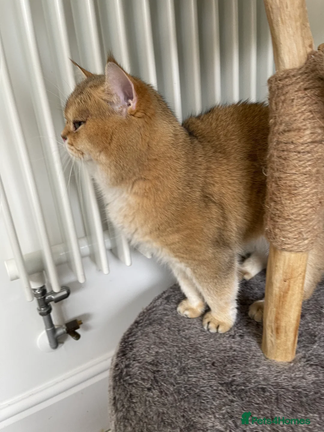 Scottish Fold cats for stud: NY11 GOLDEN CHINCHILLA SCOTTISH FOLD MALE FOR STUD - Advert 5