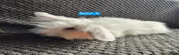 Mini Lion Lop rabbits for sale: Mini Lion Lop Bunnies - Advert 3