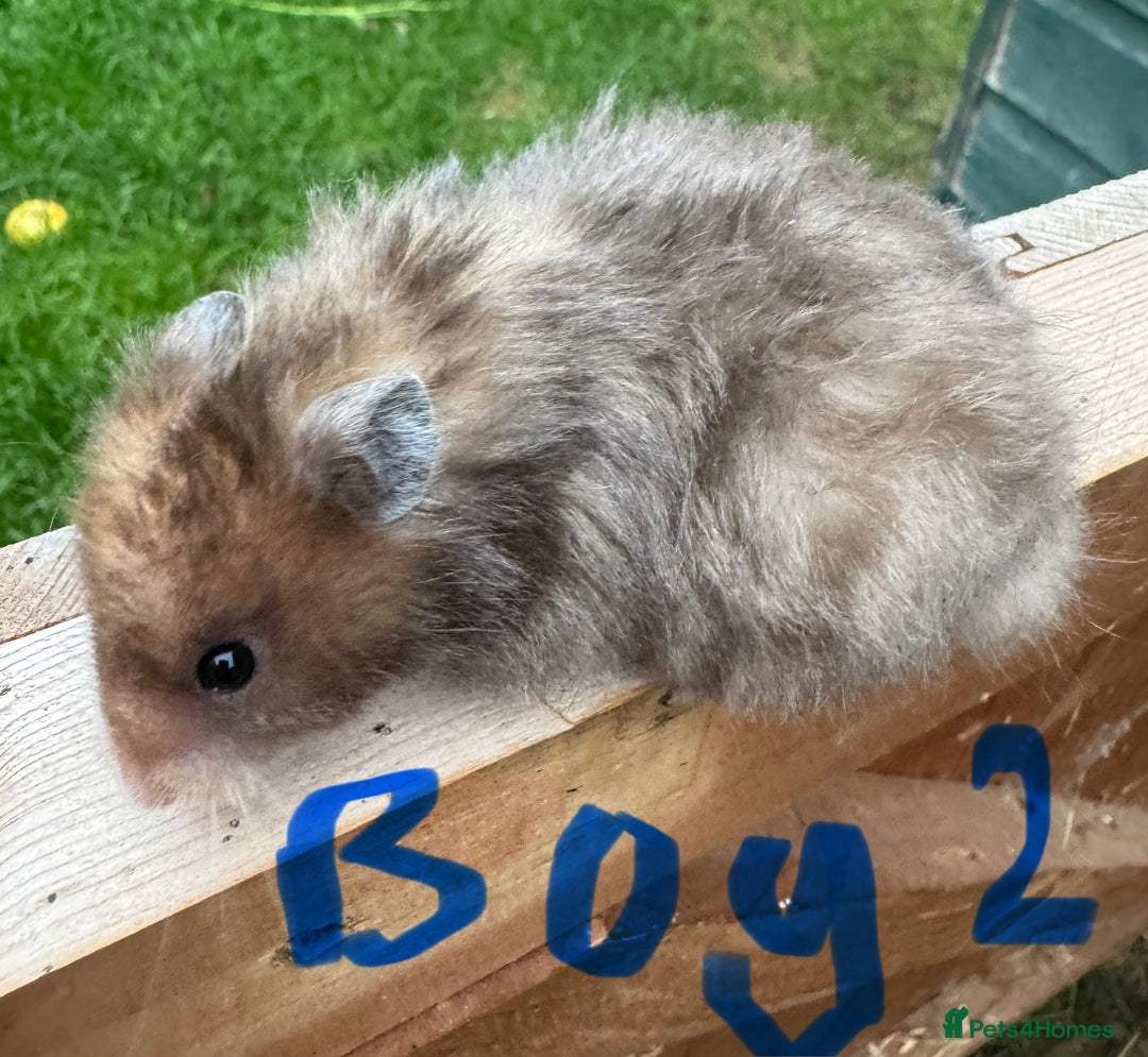 Hamster rodents for sale: Baby syrian hamsters males and females - Image 4