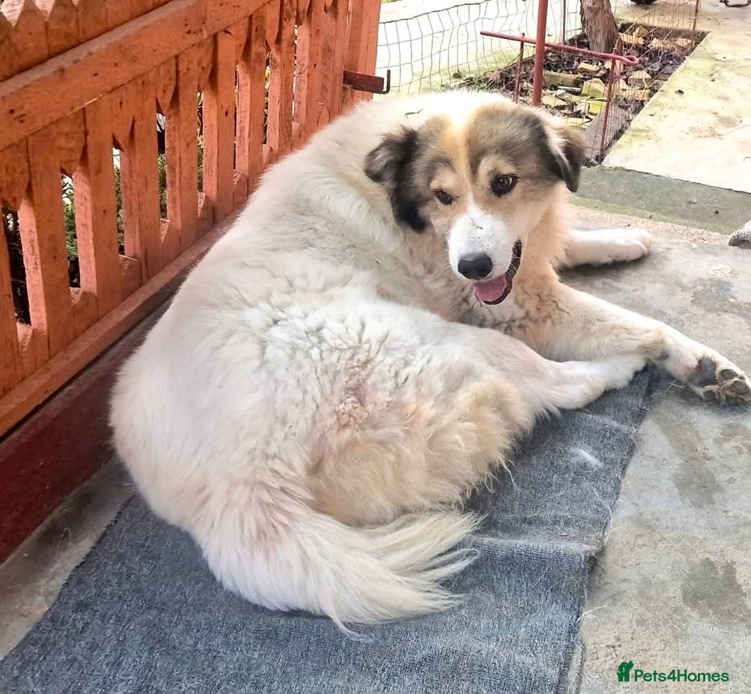 Mixed Breed dogs for adoption: GIGI  - Advert 7