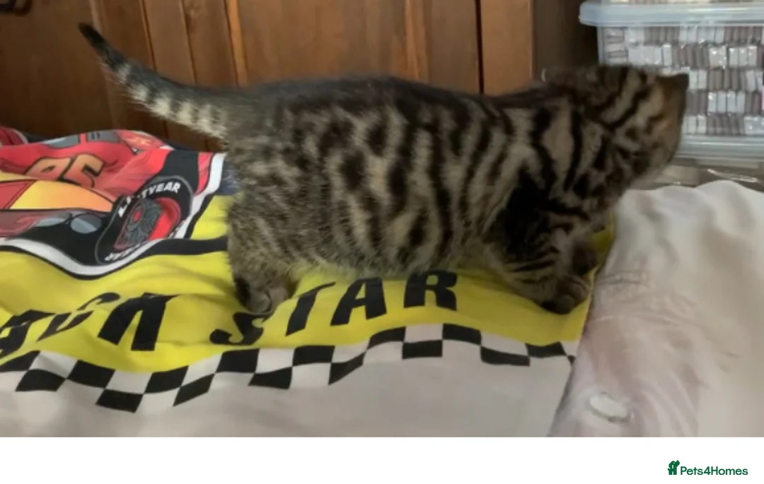 Turkish Angora cats for sale: 5 Turkish Angora kittens - 3 Girls/2 boys - Advert 4