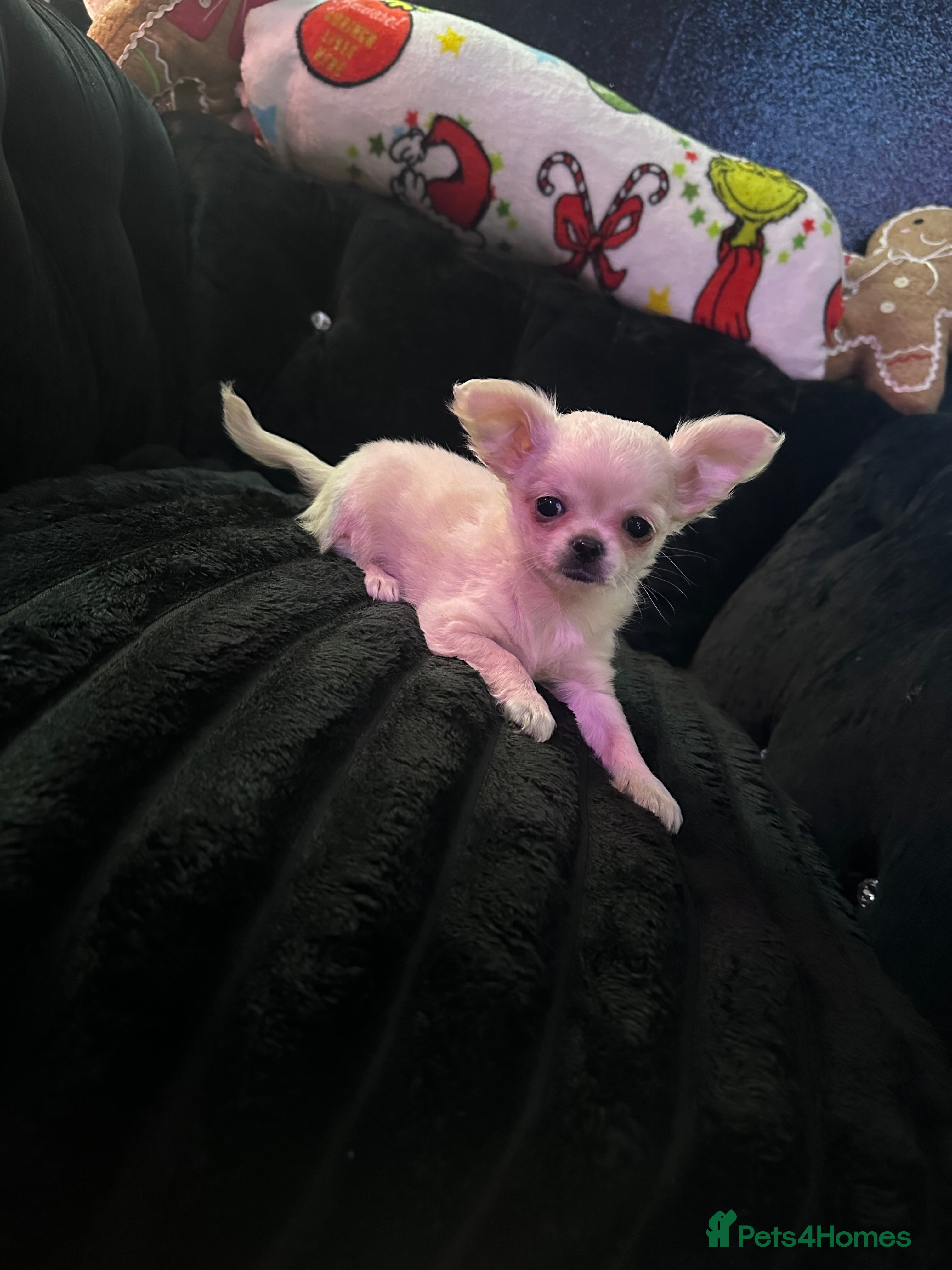 Chihuahua dogs 3 beautiful chihuahua puppy’s - Advert 2