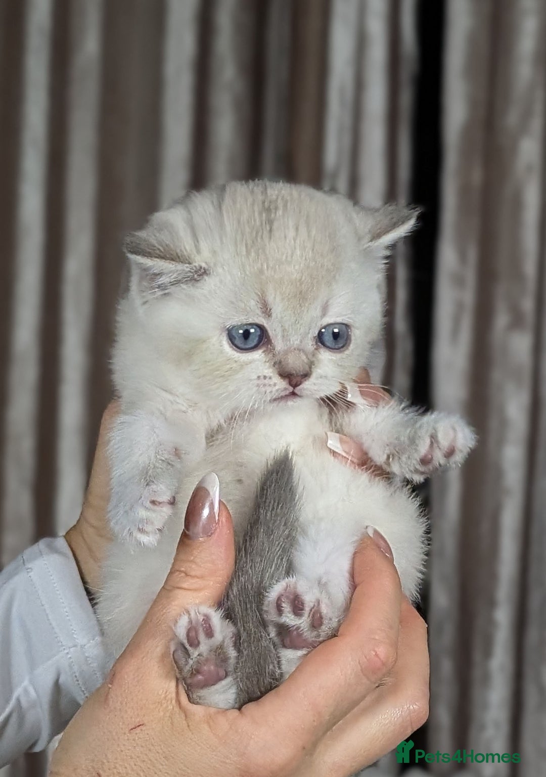 Scottish Fold cats for sale: 🐾TICA red ❣️SCOTTISH Fold•Straight - Advert 35