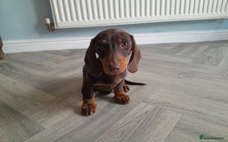 Miniature Dachshund dogs for sale: Miniature Dachshunds  in Diss - Image 14