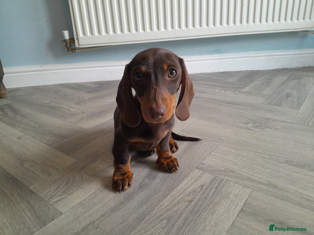 Miniature Dachshund dogs for sale: Miniature Dachshunds  in Diss - Image 14
