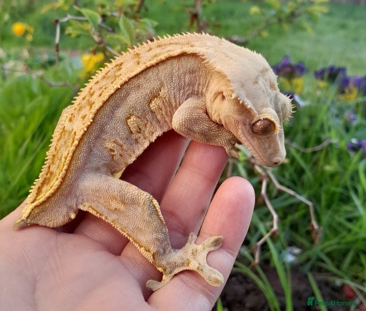 Gecko reptiles Various Crested Geckos for sale, £50 each - Advert 2