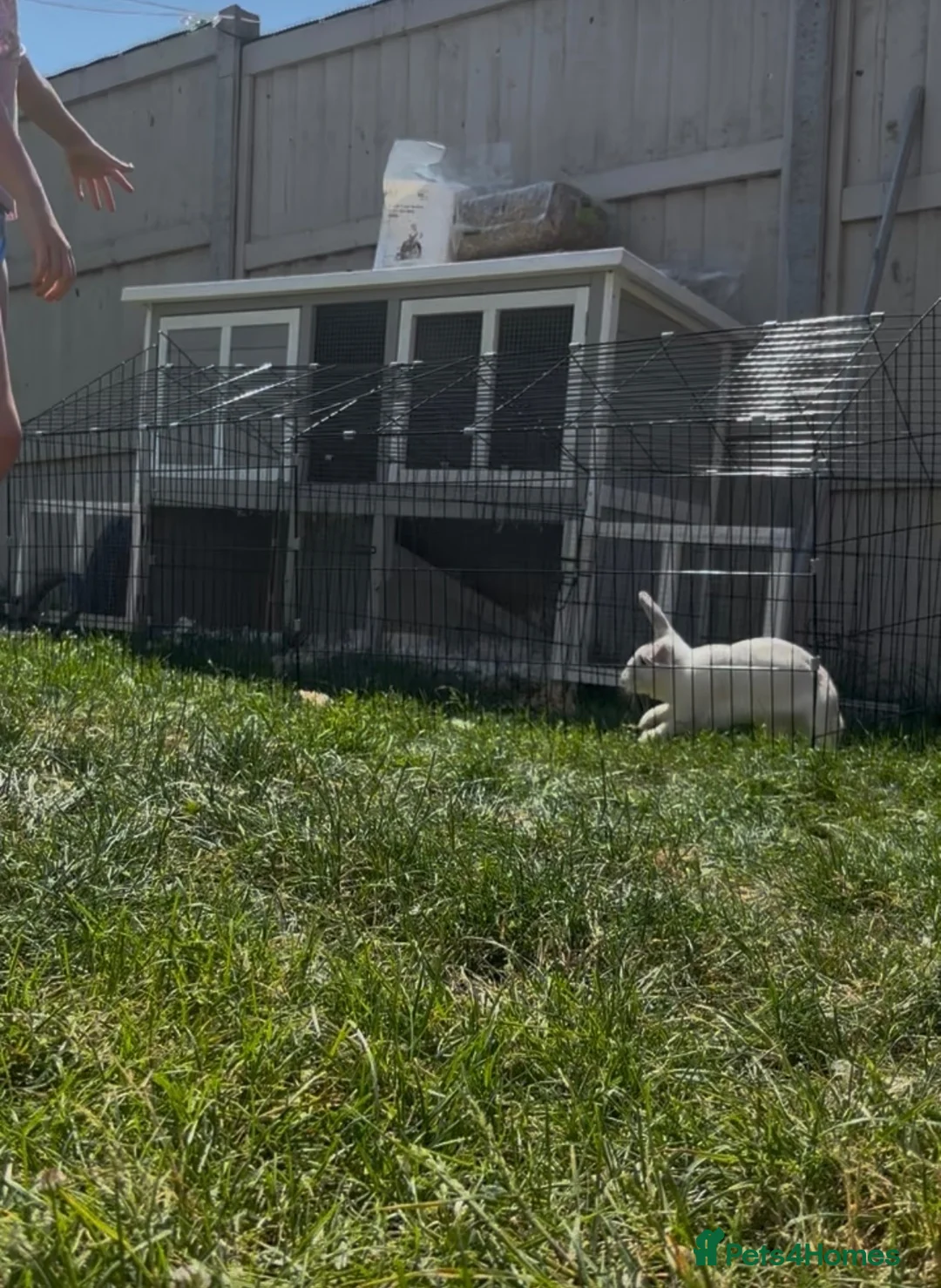 Mixed Breed rabbits for sale: Bonded pair of rabbits  in Salisbury - Advert 2