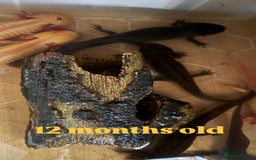 Axolotl reptiles for sale: Axolotl's looking for homes  - Image 3