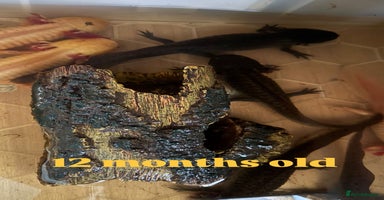 Axolotl reptiles - Advert 6