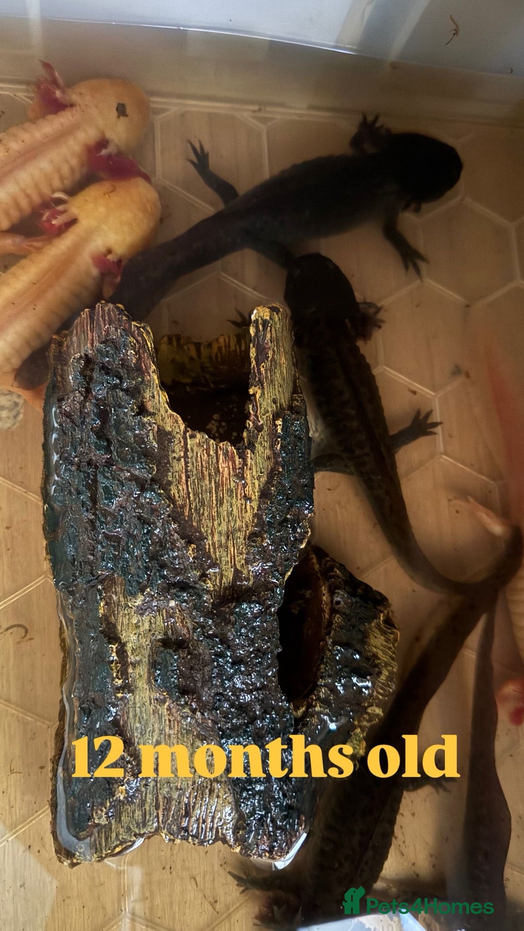 Axolotl reptiles for sale: Axolotl's looking for homes  - Image 3