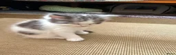 Mixed Breed cats for sale: Ragdoll and longhair  mix breed kittens  in London - Advert 15