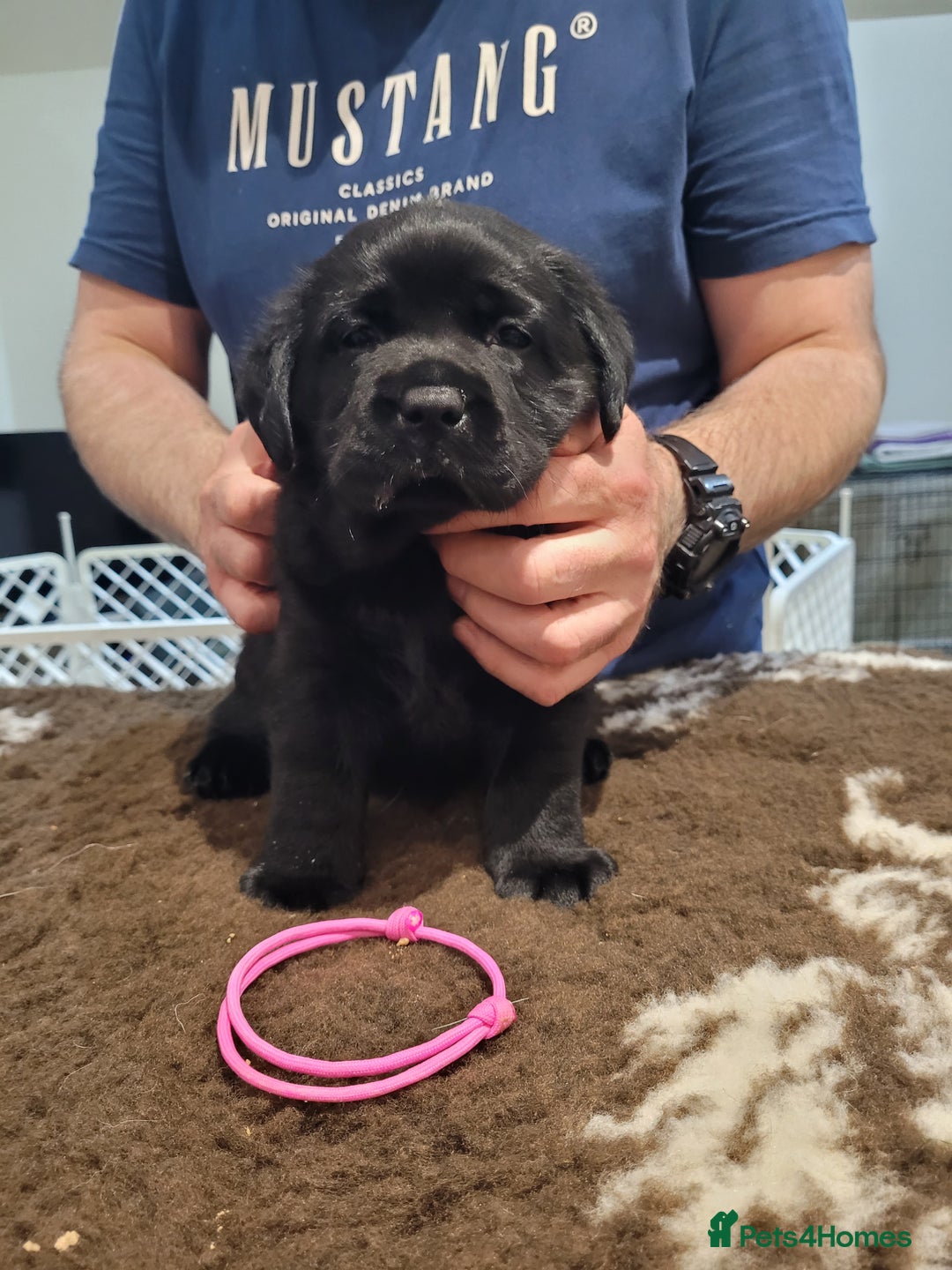 Labrador Retriever dogs for sale: 🐾Exceptional Black Labrador Retriever Puppies🐾 - Advert 6