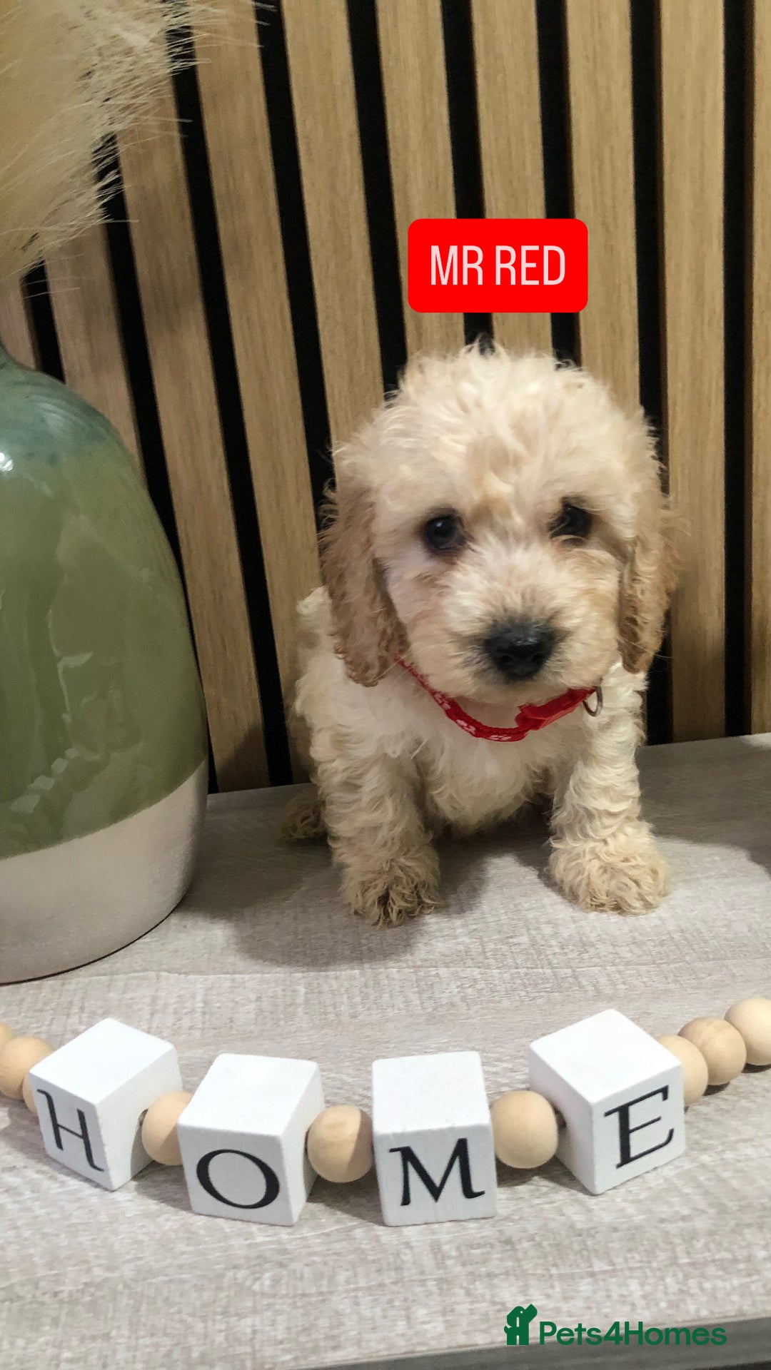 Cockapoo dogs for sale: F1b toy cockapoo puppies - Image 18