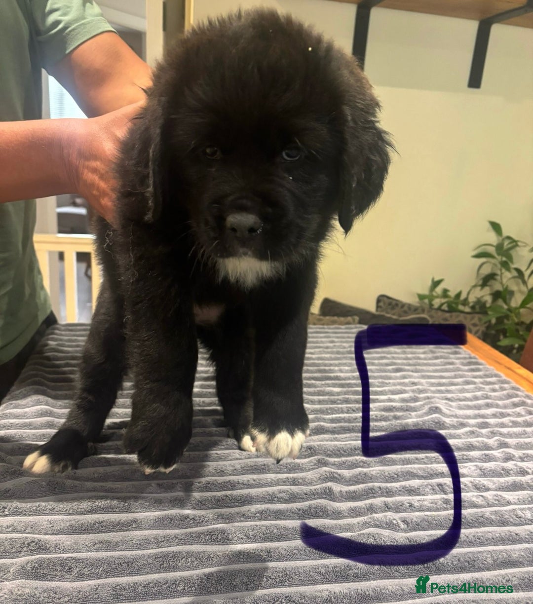 Central Asian Shepherd dogs for sale: Central Asian Shepard x Rottweiler  - Image 19