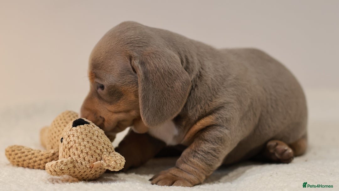 Miniature Dachshund dogs for sale: 5StarsLicensed+KC+PRAClear+VetChecked - Image 27