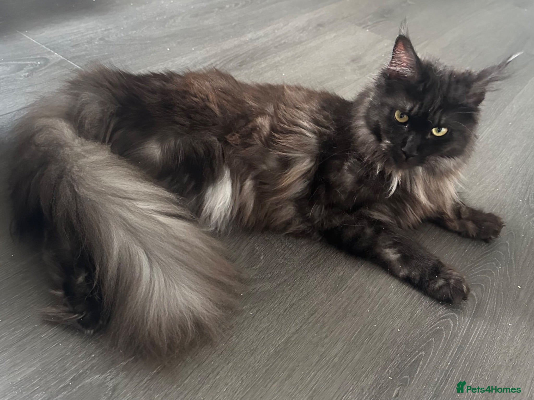 Maine Coon cats 2 year old Black Smoke Female mainecoon  - Advert 12