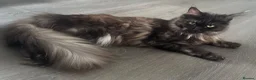 Maine Coon cats for sale: 2 year old Black Smoke Female mainecoon  - Advert 1