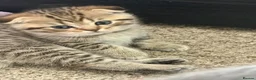 Scottish Fold cats for sale: 🐾 4 Beautiful Scottish Fold Boys 🐾 - Advert 8