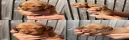 Miniature Dachshund dogs for sale: Unreal Rare colours, black,chocolate & creme in Southampton - Advert 4