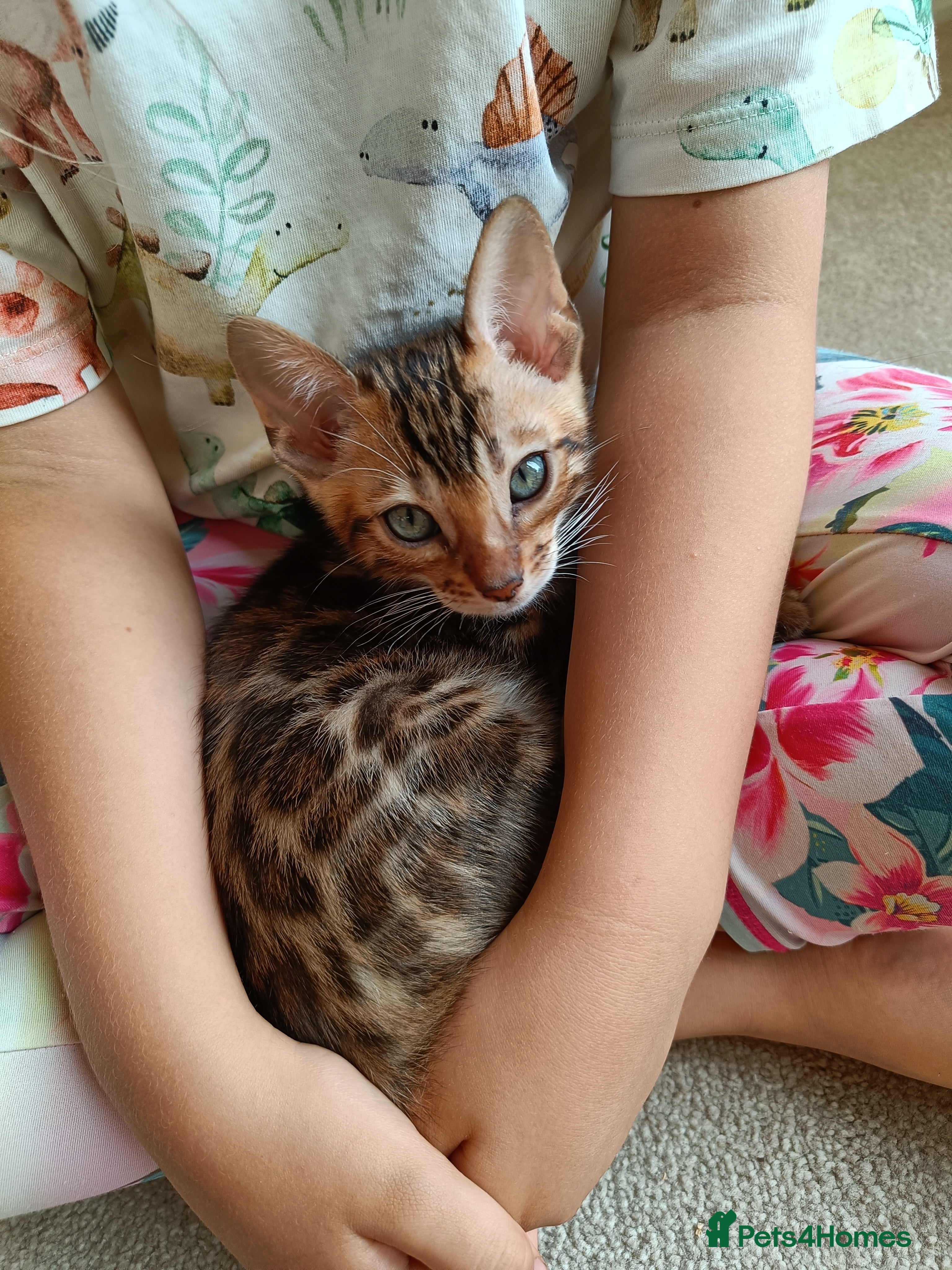 Bengal cats Absolutely beautiful pedigree bengal kittens - Advert 2