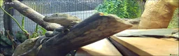 Iguana reptiles for sale: Guatamalan spiny tailed iguana  in Southport - Advert 8