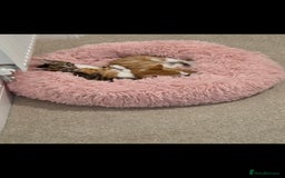 Mixed Breed cats for sale: Kittens  - Image 6