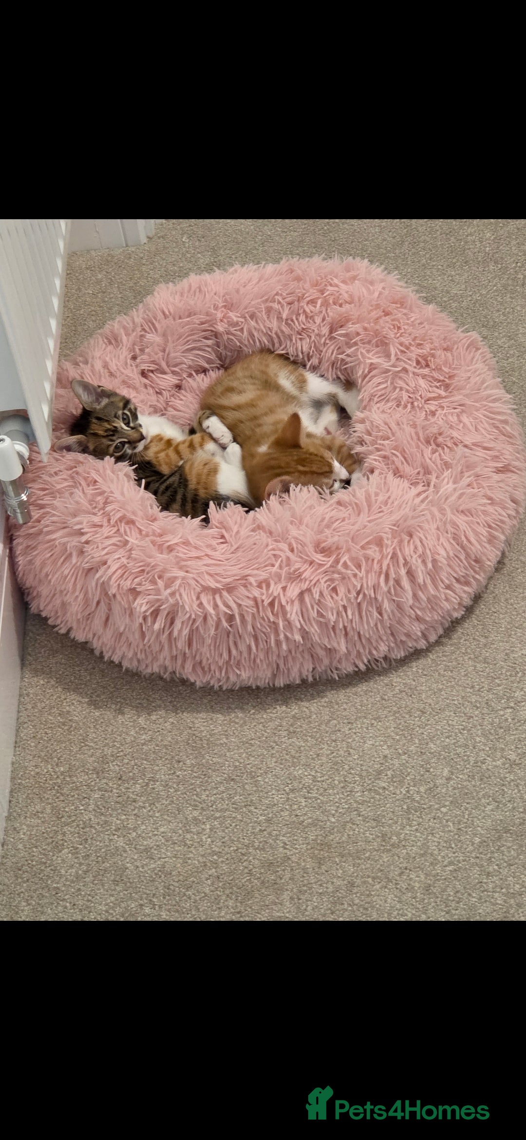 Mixed Breed cats for sale: Kittens  - Image 6