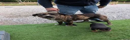 Mixed Breed dogs for sale: Rottweiler cross dogue de Bordeaux  - Advert 2