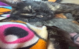 Domestic Shorthair cats for sale: 3 beautiful kittens ready for their new homes  - Image 2