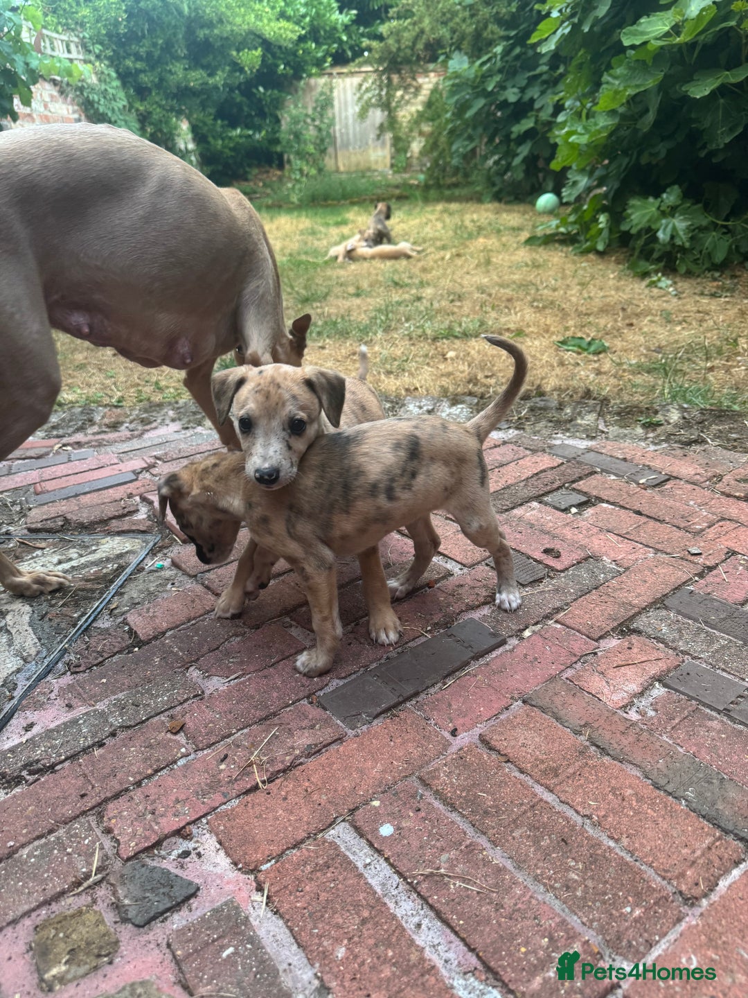 Whippet dogs for sale: 99% whippets (Merle) - Image 11
