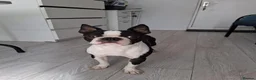 Boston Terrier dogs for sale: Boston Terrier Puppies - Advert 2
