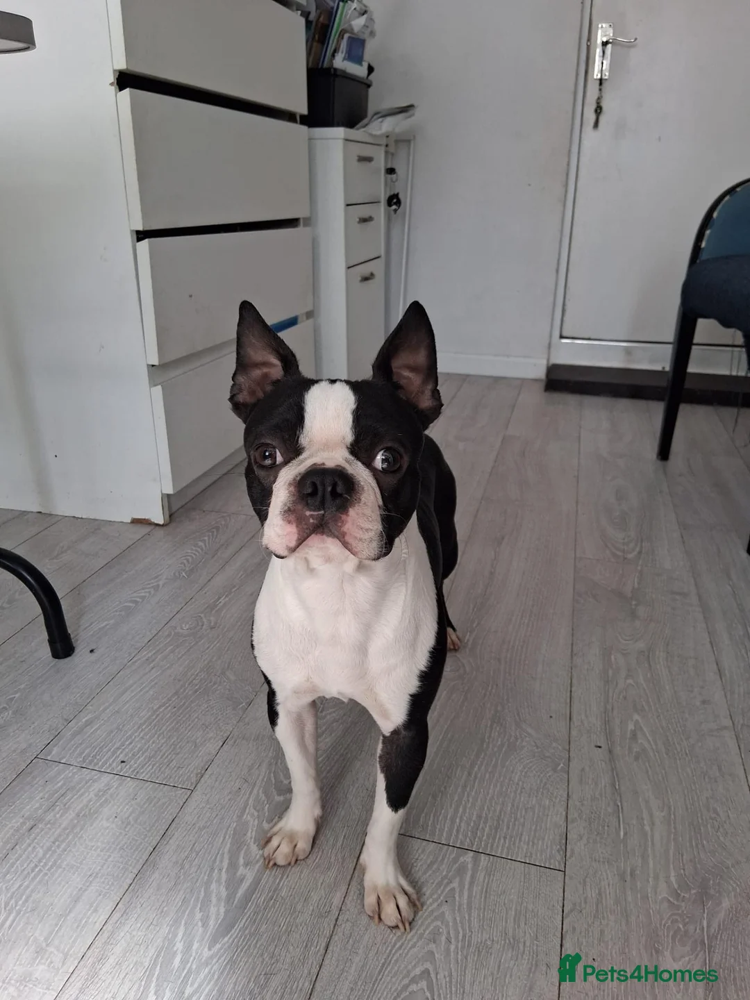 Boston Terrier dogs for sale: Boston Terrier Puppies - Advert 2