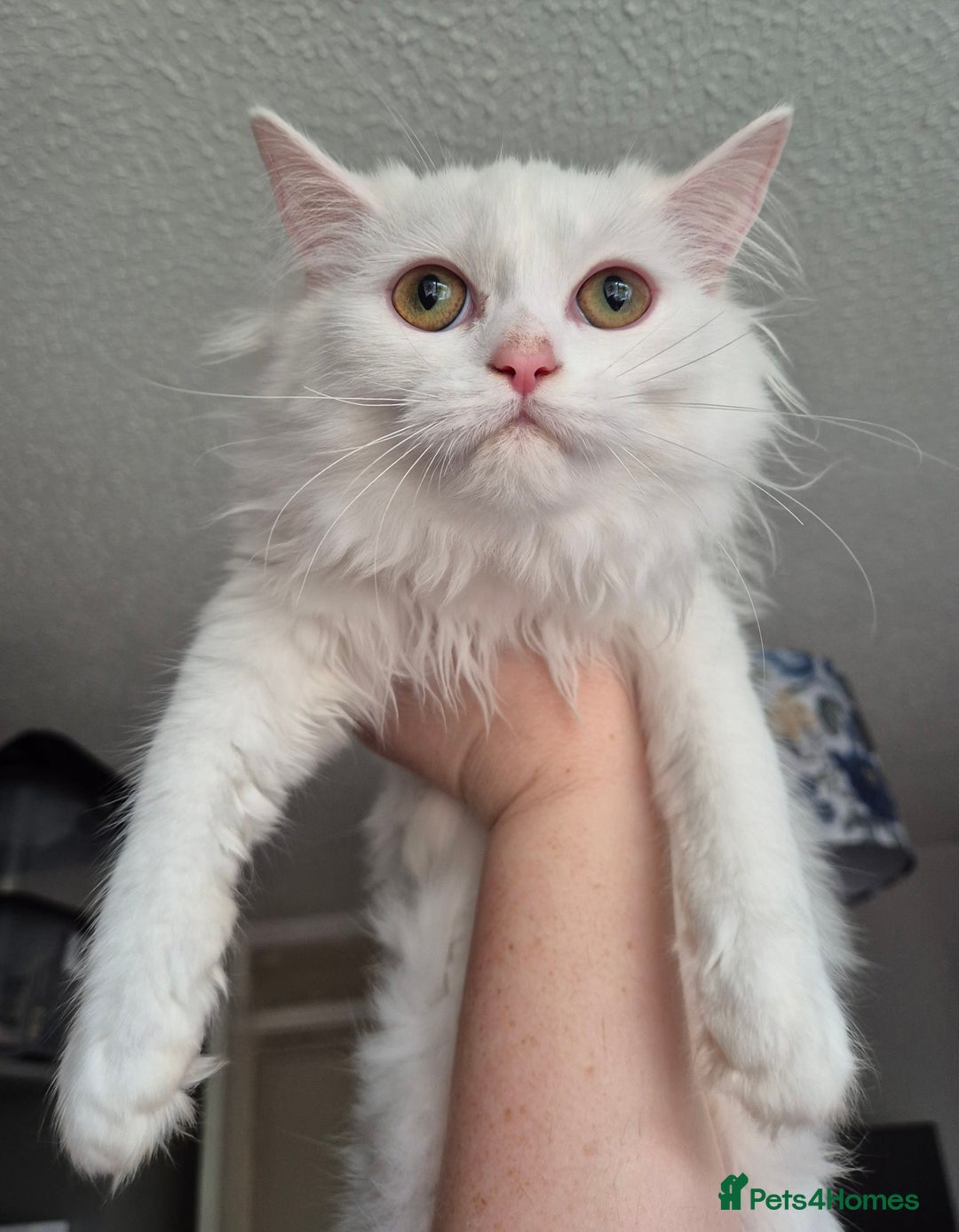 Domestic Shorthair cats for sale: Adorable, Playful Sisters Ready for a Loving Home - Image 6