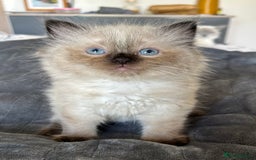 Ragdoll cats for sale: Beautiful chunky ragdoll Kitten - Image 2