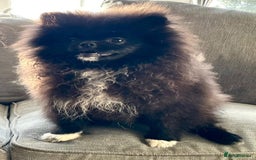Pomeranian dogs for sale: Black Pomeranian, imported lines (Russian/polish) - Image 5