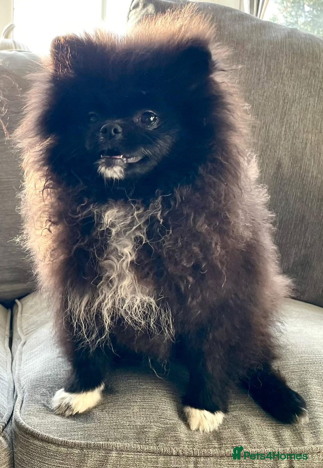 Pomeranian dogs for sale: Black Pomeranian, imported lines (Russian/polish) - Image 5