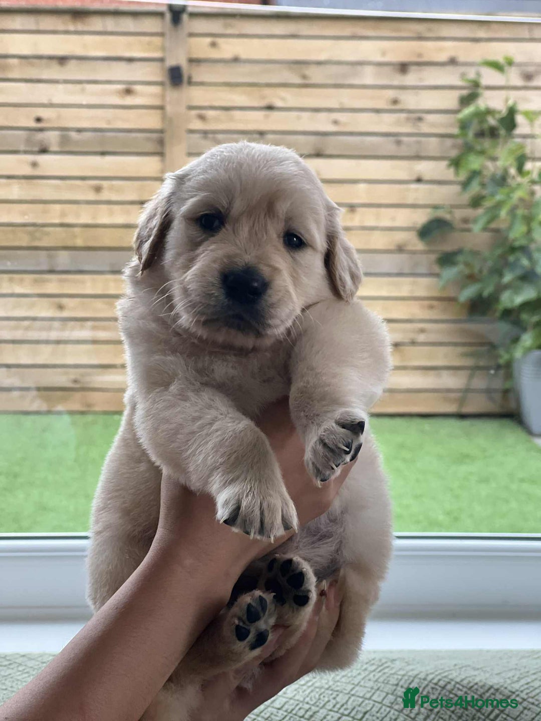 Golden Retriever dogs for sale: Golden Retriever Puppies. Health tested parents. - Image 25