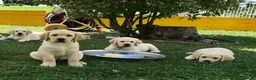 Labrador Retriever dogs for sale: Labrador puppys - Advert 3
