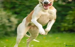 Whippet dogs for sale: Sadly for rehoming mother and son kc whippets. - Image 6