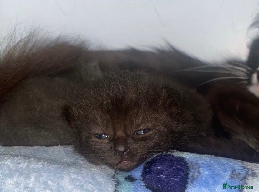 Mixed Breed cats 4 kittens for sale  - Advert 16