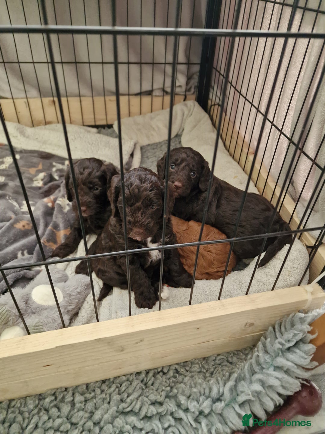 Cockapoo dogs for sale: F1 cockapoos  - Image 1