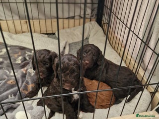 Cockapoo dogs - Advert 14