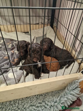 Cockapoo dogs - Advert 6