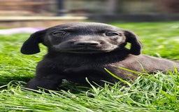 Labrador Retriever dogs for sale: LAST 2 KC HEALTH TESTED CHARCOAL LABS AVAILABLE  - Image 14