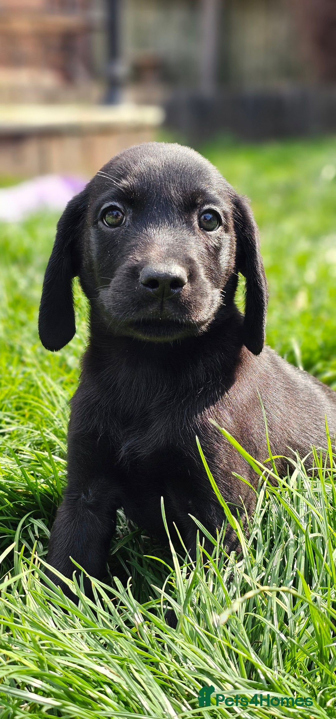 Labrador Retriever dogs for sale: LAST 2 KC HEALTH TESTED CHARCOAL LABS AVAILABLE  - Image 14