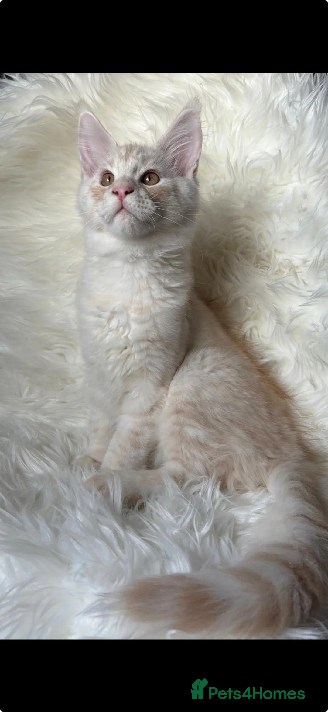 Maine Coon cats for sale: Our last kitten -TICA registered! - Advert 12